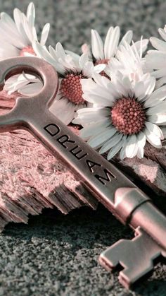 Dream