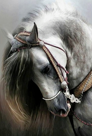 Elegant wit paard