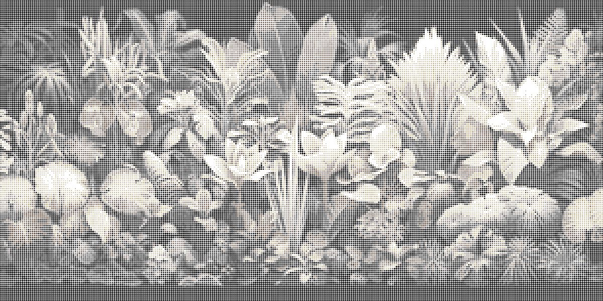 Fleurs
